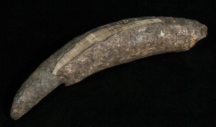 Large Fossil Sperm Whale Tooth - Georgia #5655